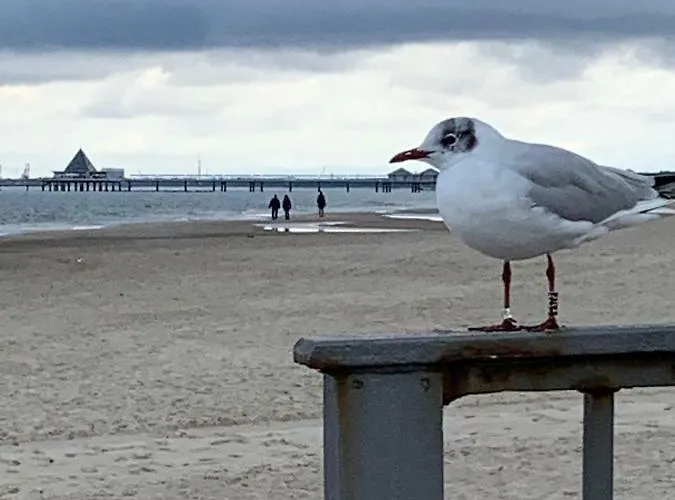 Useinseldom Katschow